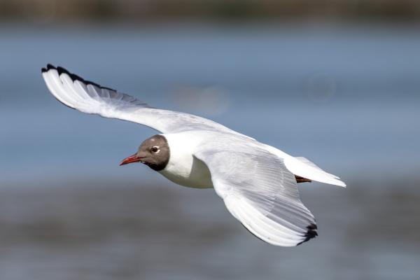 Gaviota reidora o Chroicocephalus ridibundus - Características de la gaviota reidora