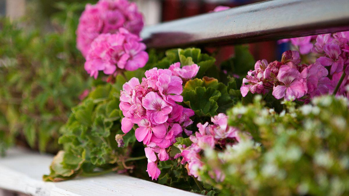 El geranio llena el balcón de flores, pero no si lo plantas junto a esta planta: sus cuidados son incompatibles