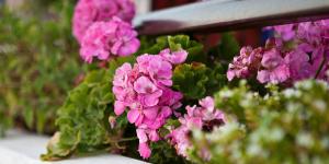 El geranio llena el balcón de flores, pero no si lo plantas junto a esta planta: sus cuidados son incompatibles