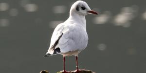 Gaviota reidora o Chroicocephalus ridibundus