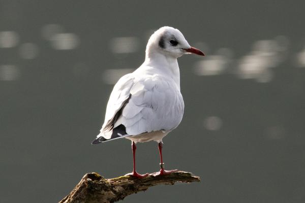 Gaviota reidora o Chroicocephalus ridibundus