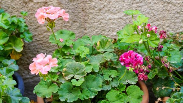 El geranio llena el balcón de flores, pero no si lo plantas junto a esta planta: sus cuidados son incompatibles - Geranio y menta: la razón por la que no deberían compartir maceta