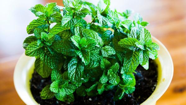 El geranio llena el balcón de flores, pero no si lo plantas junto a esta planta: sus cuidados son incompatibles - La menta necesita más agua y menos sol que el geranio: estos son sus cuidados principales