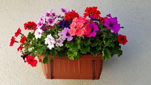 El geranio llena el balcón de flores, pero no si lo plantas junto a esta planta: sus cuidados son incompatibles - Las plantas que sí pueden acompañar al geranio en una misma maceta