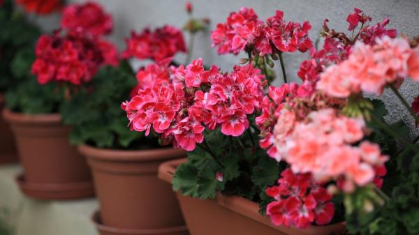 El geranio llena el balcón de flores, pero no si lo plantas junto a esta planta: sus cuidados son incompatibles - Los cuidados que necesita el geranio para que crecer sano y lleno de flores