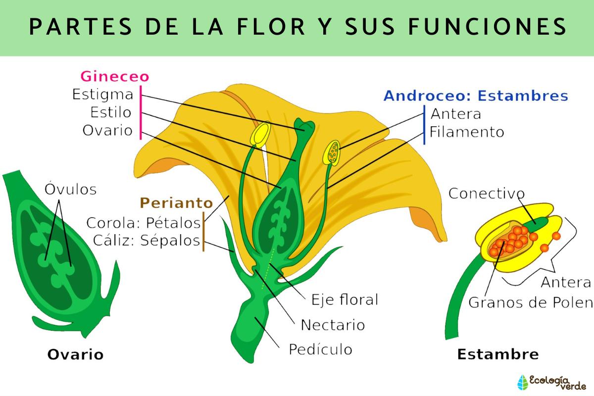 Partes de la flor y sus funciones