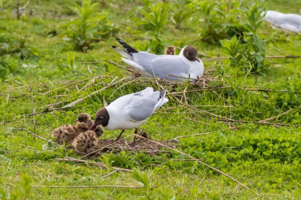 Gaviota reidora o Chroicocephalus ridibundus - Reproducción de la gaviota reidora