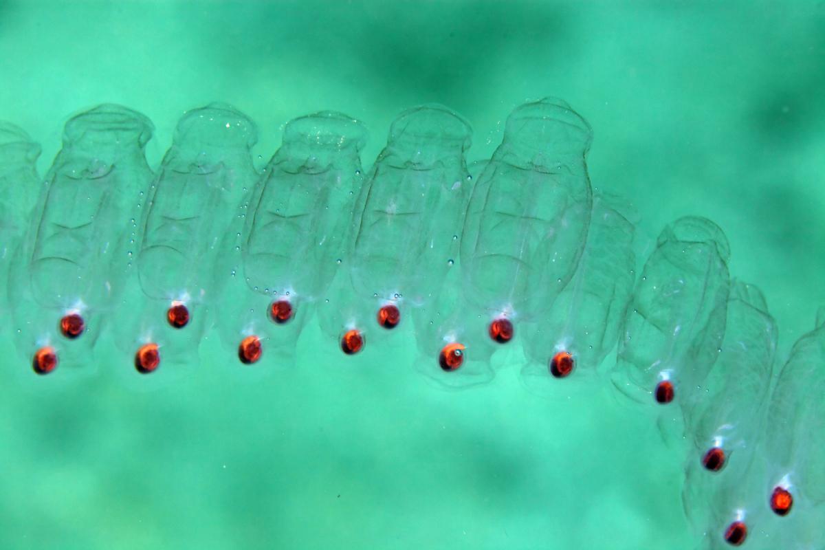 Salpas: qué son y características