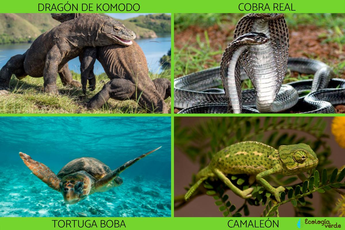 Tipos de reptiles, sus características y ejemplos