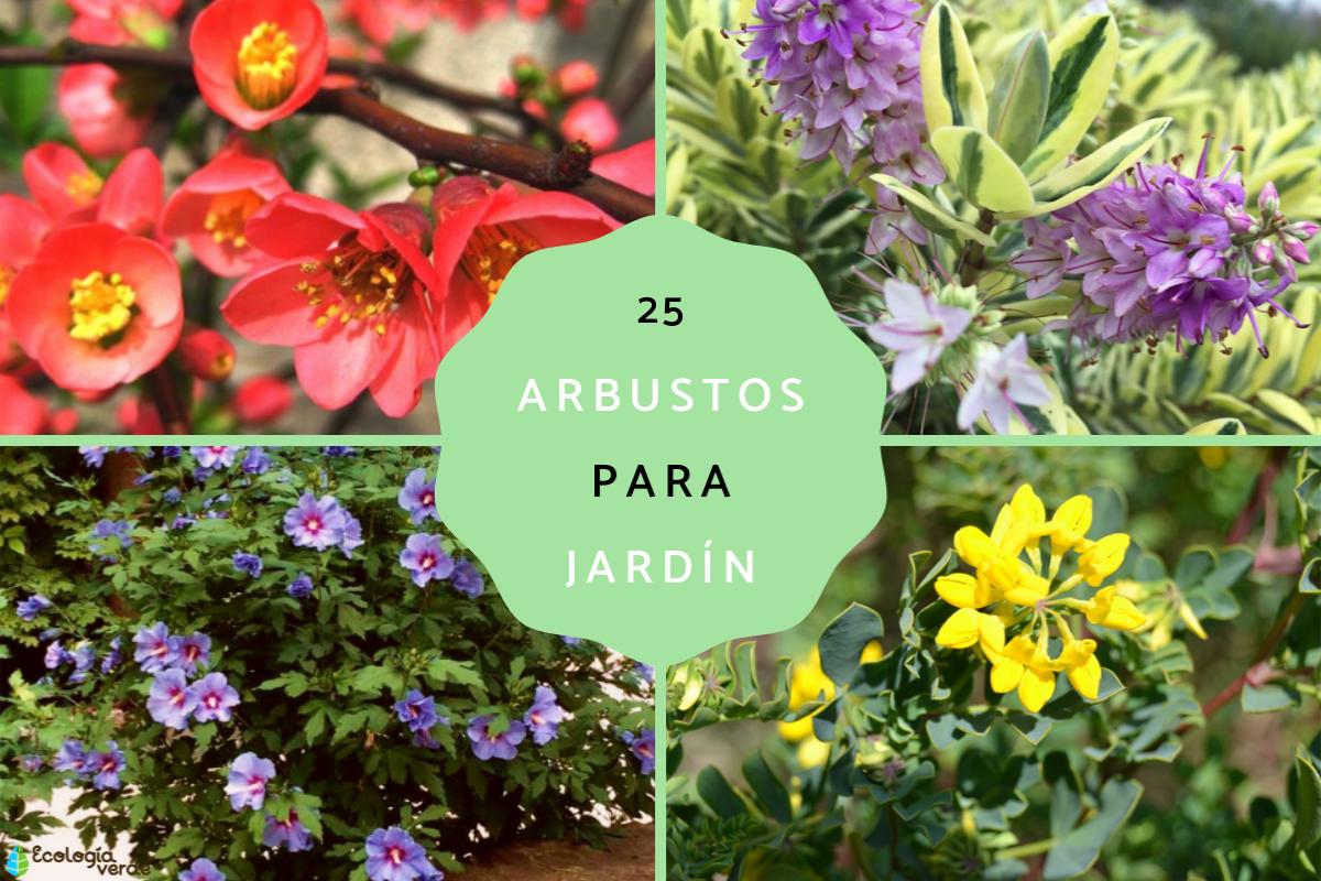 Arbustos para jardín