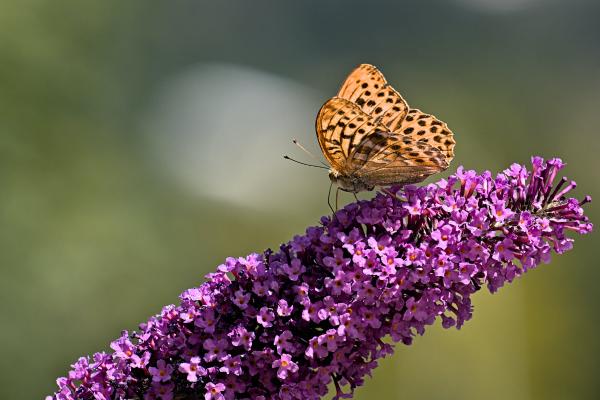 Arbustos para jardín - Buddleja davidii