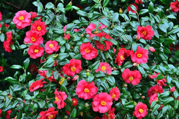 Arbustos para jardín - Camellia japonica