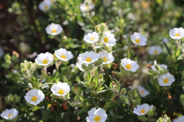Arbustos para jardín - Cistus albidus