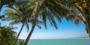 Clima tropical: qué es, características, flora y fauna