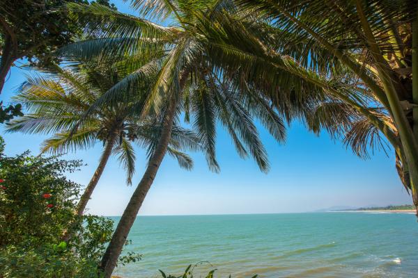 Clima tropical: qué es, características, flora y fauna