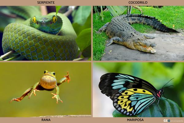 Clima tropical: qué es, características, flora y fauna - Fauna del clima tropical