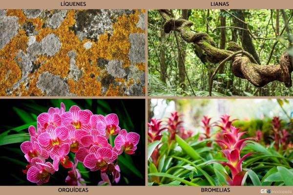 Clima tropical: qué es, características, flora y fauna - Flora del clima tropical