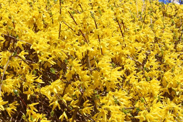 Arbustos para jardín - Forsythia x intermedia