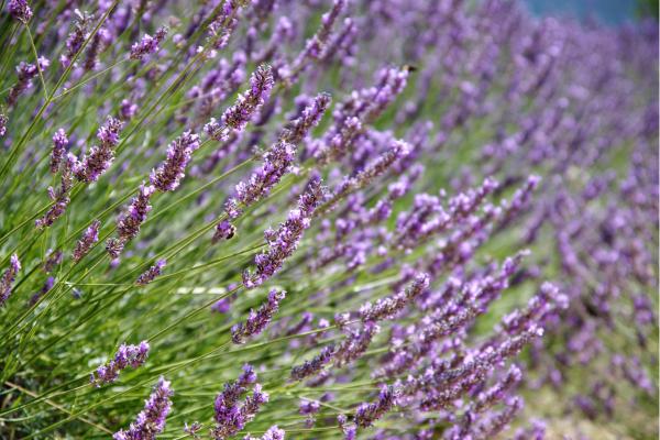 Arbustos para jardín - Lavandula angustifolia