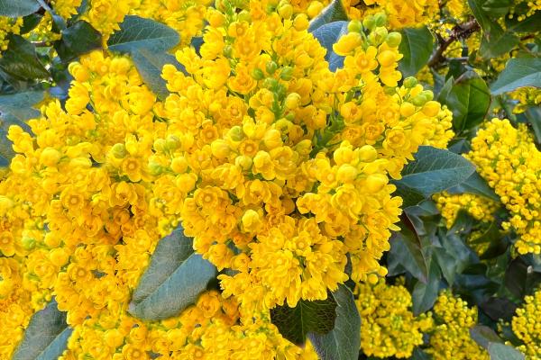 Arbustos para jardín - Mahonia aquifolium