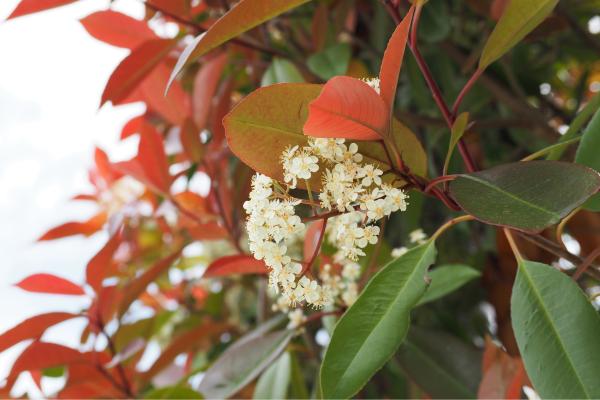 Arbustos para jardín - Photinia x fraseri