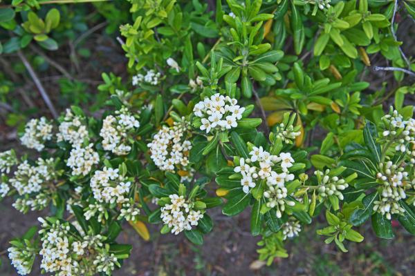 Arbustos para jardín - Pittosporum tobira