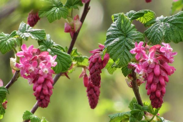 Arbustos para jardín - Ribes sanguineum