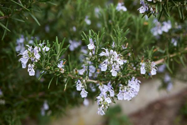 Arbustos para jardín - Rosmarinus officinalis