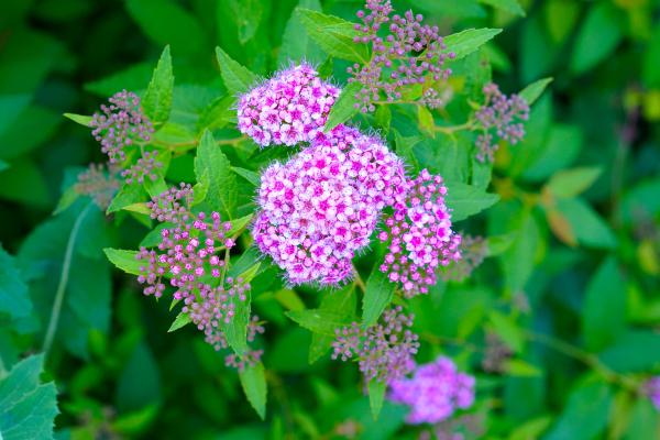 Arbustos para jardín - Spiraea japonica
