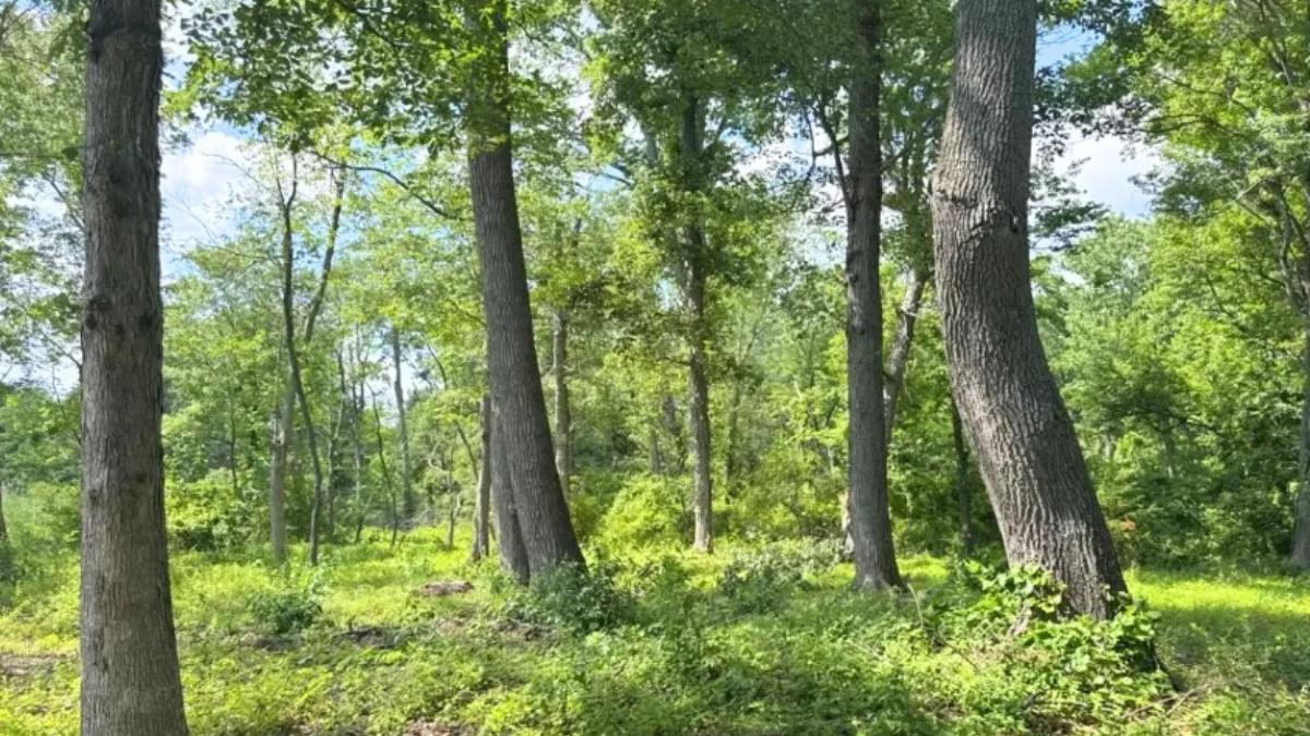 Una familia protege para siempre su finca de 12 hectáreas: sus robles se han convertido en refugio de murciélagos, pavos y cientos de especies de orugas