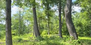 Una familia protege para siempre su finca de 12 hectáreas: sus robles se han convertido en refugio de murciélagos, pavos y cientos de especies de orugas