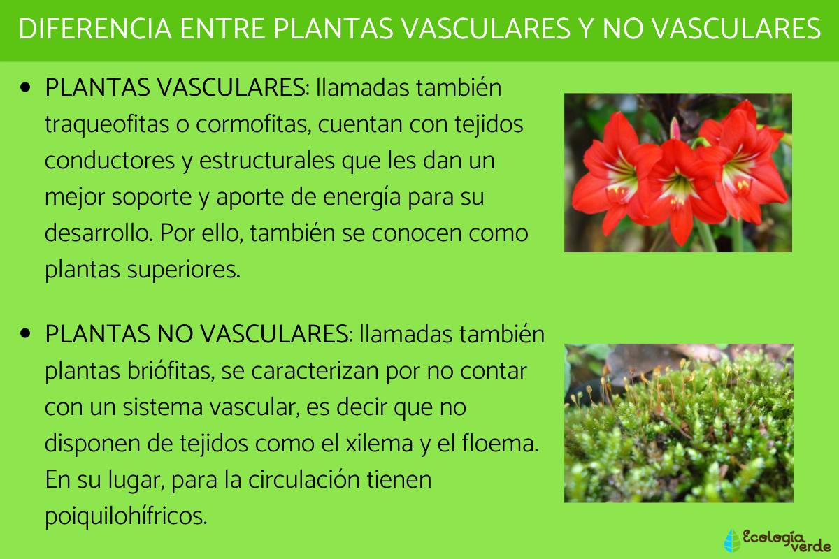 Diferencia entre plantas vasculares y no vasculares