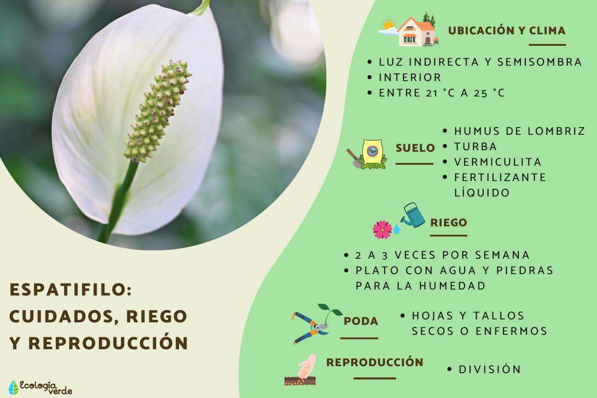 Espatifilo: cuidados, riego y reproducción