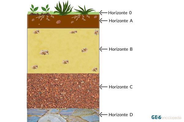 Horizontes del suelo - Horizonte C