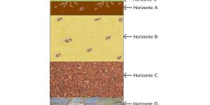 Horizontes del suelo
