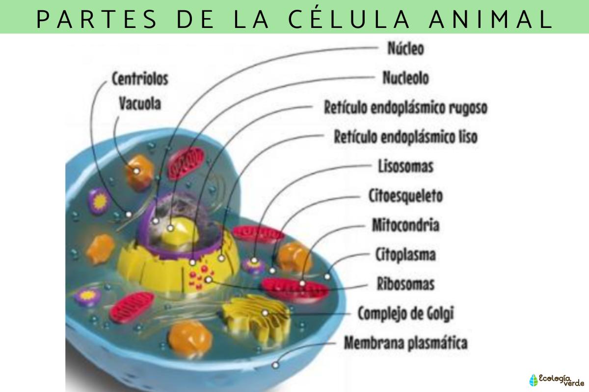 Célula animal: qué es, partes y funciones - Resumen con esquemas