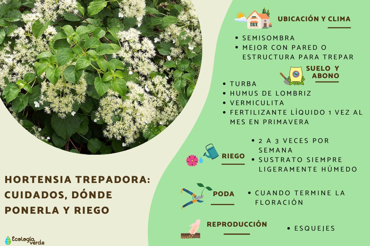 Hortensia trepadora: cuidados, dónde ponerla y riego