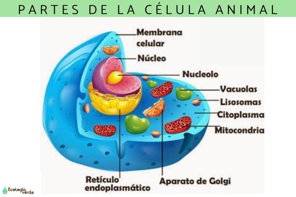 Célula animal: qué es, partes y funciones - Lista de las partes de la célula animal