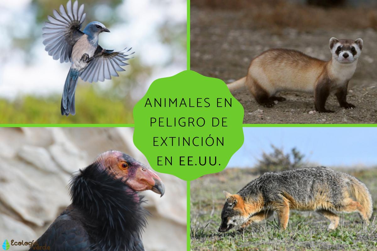 Animales en peligro de extinción en Estados Unidos