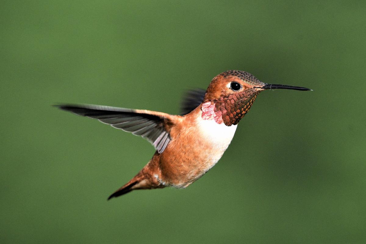 Colibríes en peligro de extinción