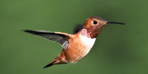 Colibríes en peligro de extinción