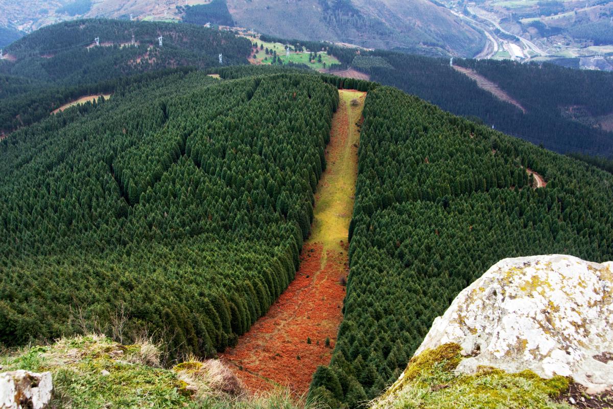 Cortafuegos en el bosque: qué son y cómo previenen los incendios forestales