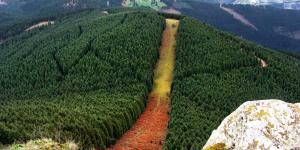 Cortafuegos en el bosque: qué son y cómo previenen los incendios forestales