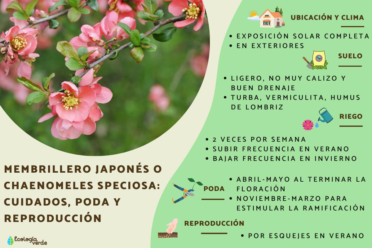 Membrillero japonés o Chaenomeles speciosa: cuidados, poda y reproducción