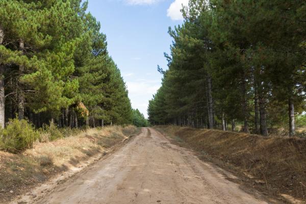 Cortafuegos en el bosque: qué son y cómo previenen los incendios forestales - ¿Qué son los cortafuegos en el bosque y qué tipos hay?