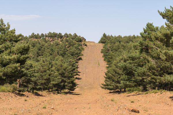 Cortafuegos en el bosque: qué son y cómo previenen los incendios forestales - ¿Qué vegetación se permite en un cortafuegos?