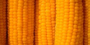 Maíz