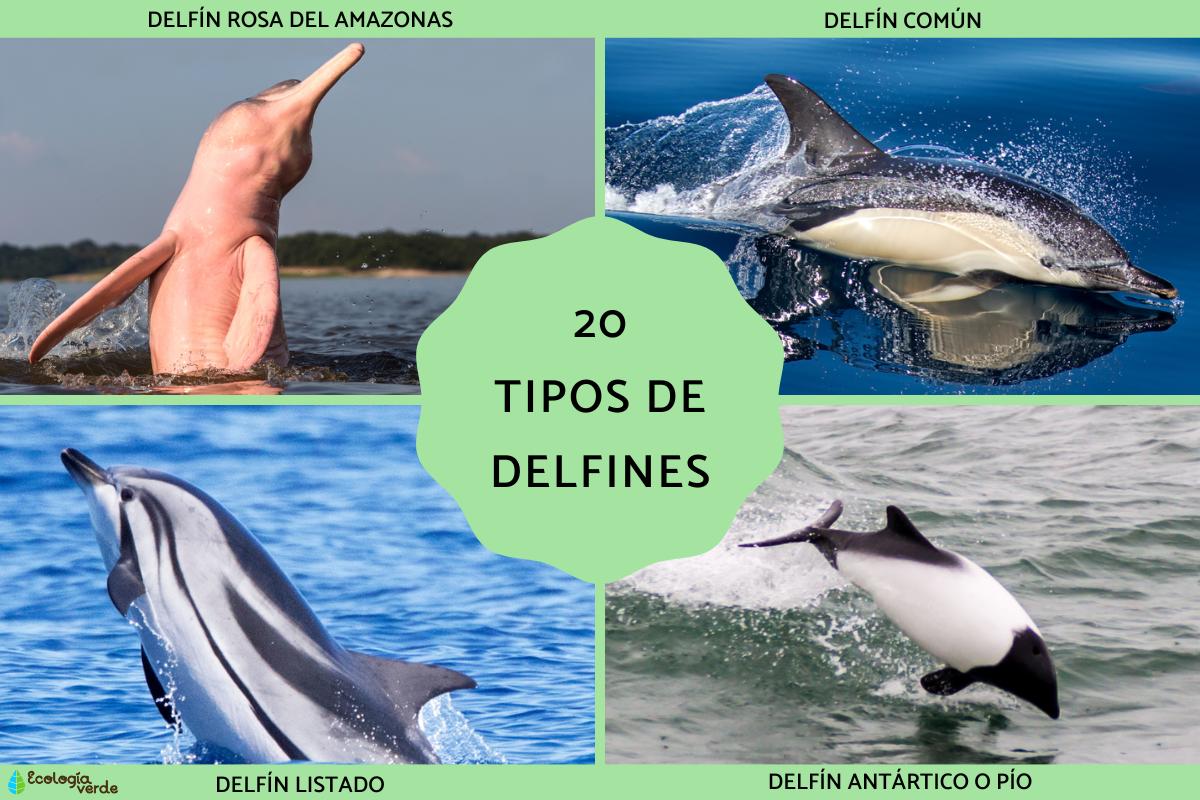 Tipos de delfines