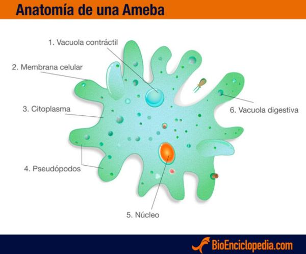 Reino Protista: características y clasificación - Características del reino Protista