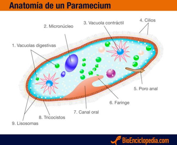 Reino Protista: características y clasificación - Clasificación del reino Protista